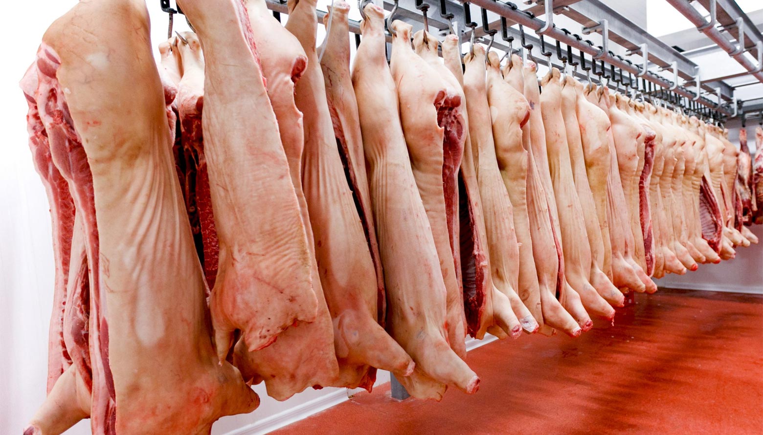 El USDA confunde a Estados Unidos - Porcicultura.com